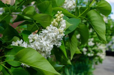 Güzel, yemyeşil bir demet leylak evin yakınındaki bahçedeki çalılıkta. Bahçe çalı, bahar çiçeği, taze aroma. Seçici yumuşak odak, alanın sığ derinliği.