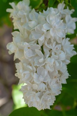 Güzel, yemyeşil bir demet leylak evin yakınındaki bahçedeki çalılıkta. Bahçe çalı, bahar çiçeği, taze aroma. Seçici yumuşak odak, alanın sığ derinliği.