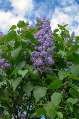 Çalıların üzerinde muhteşem bir demet mor leylak. Bahçe çalı, bahar çiçeği, taze aroma. Seçici yumuşak odak, yüzeysel alan derinliği. Bulanık resim, bahar arkaplanı.