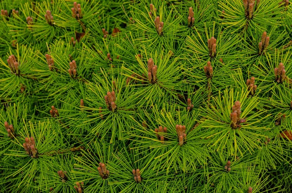Botanischer Hintergrund Blühende Kiefern Frühling Schöner Gepflegter Garten Nadelbäume — Stockfoto