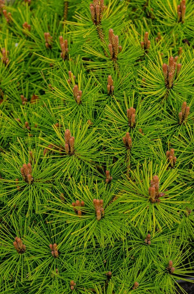 Botanischer Hintergrund Blühende Kiefern Frühling Schöner Gepflegter Garten Nadelbäume — Stockfoto