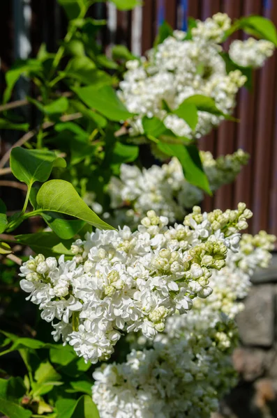 Belo Grupo Fresco Exuberante Lilás Branco Arbusto Jardim Perto Casa — Fotografia de Stock