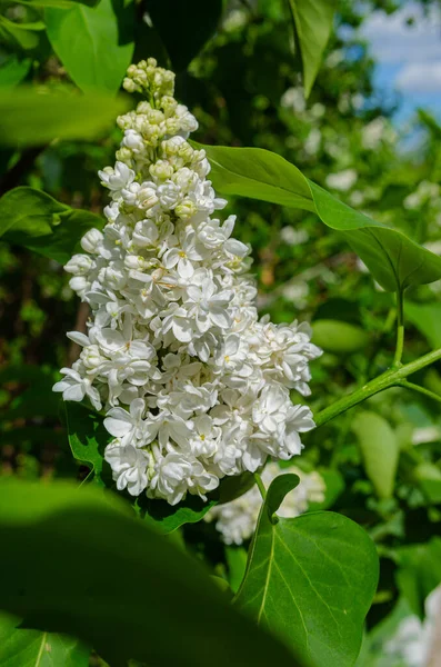 Hermoso Exuberante Manojo Fresco Lila Blanca Arbusto Jardín Cerca Casa — Foto de Stock