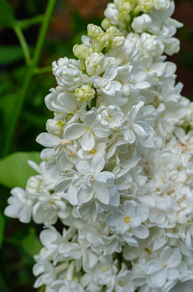 Hermoso Exuberante Manojo Fresco Lila Blanca Arbusto Jardín Cerca Casa — Foto de Stock