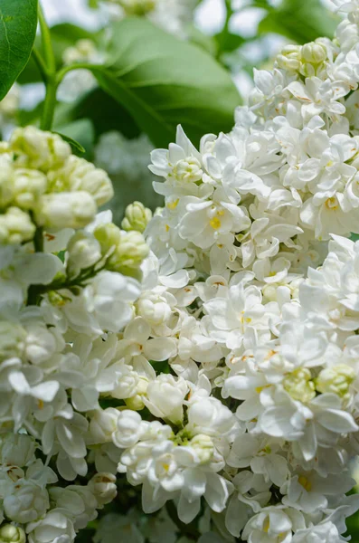 美丽的郁郁葱葱新鲜的一丛白丁香在花园附近的房子里 花园的灌木 春天的花朵 新鲜的香气 选择性软聚焦 浅层场深度 — 图库照片