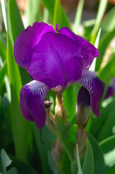 Vacker Blomma Blå Iris Rabatt Trädgården — Stockfoto