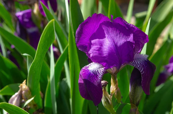 Krásná Květina Modré Duhovky Záhonu Zahradě — Stock fotografie