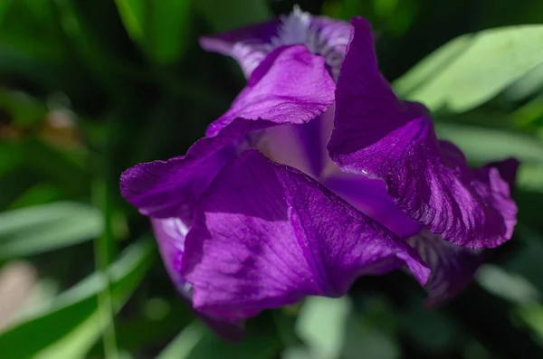 Красивый Цветок Синей Радужки Клумбе Саду — стоковое фото