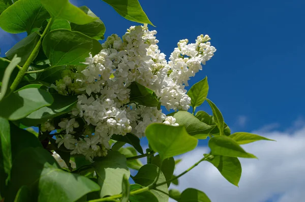 Hermoso Exuberante Manojo Fresco Lila Blanca Arbusto Jardín Cerca Casa — Foto de Stock