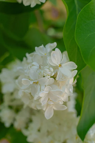 Όμορφη Lush Φρέσκο Μάτσο Λευκό Πασχαλιές Ένα Θάμνο Στον Κήπο — Φωτογραφία Αρχείου