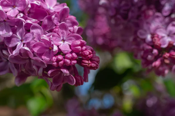 茂密的新鲜紫丁香在灌木丛中 花园的灌木 春天的花朵 新鲜的香气 选择性软聚焦 场深度浅 模糊图像 春季背景 — 图库照片