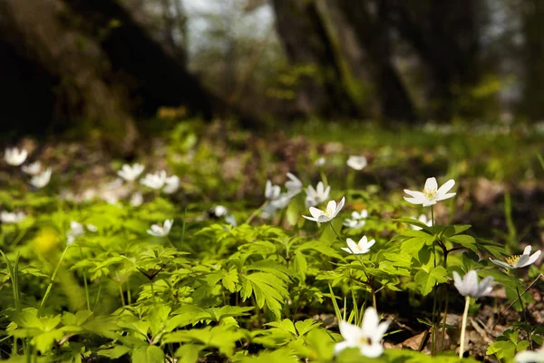 Galanthus ormanda bir açıklıkta