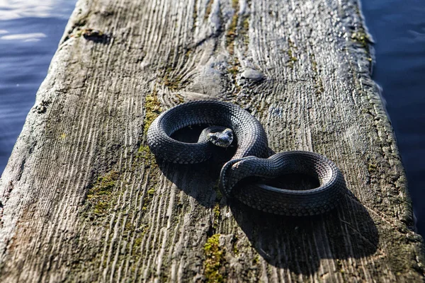 suya yakın güneşin tadını çıkarma yılan