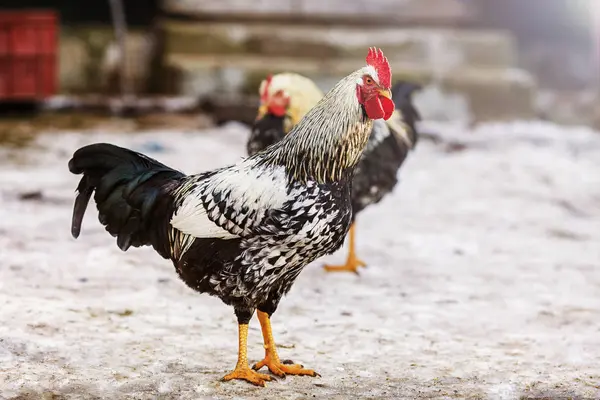 Horoz bahçede yürüyor.