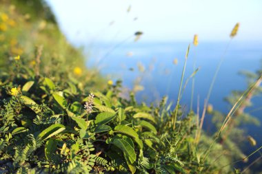 Dağ deniz kenarında çimen