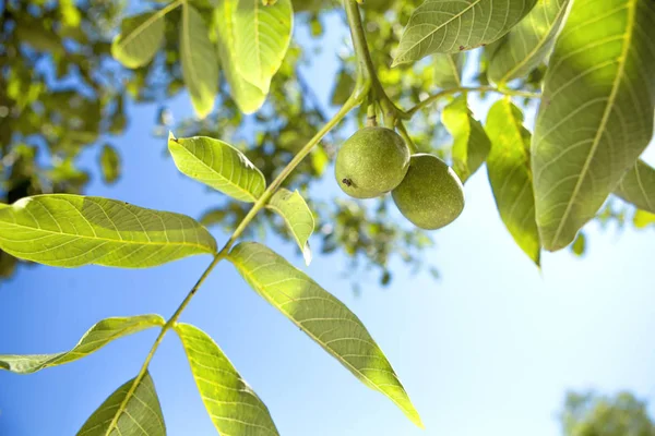 Yeşil dal ceviz meyvesi