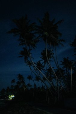 Gün batımında palmiye ağacı