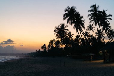 Batan güneşte palmiye ağaçları Sri Lanka