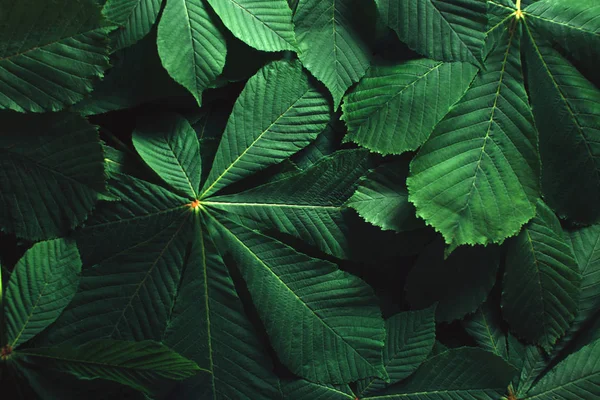Креативный макет из зеленых листьев. Плоский лежал. Концепция природы . Стоковая Картинка
