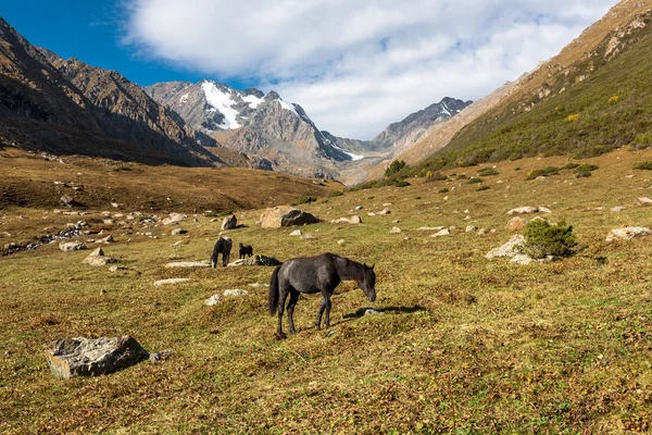 Cavalli nelle montagne del Kirghizistan, Asia centrale — Foto Stock