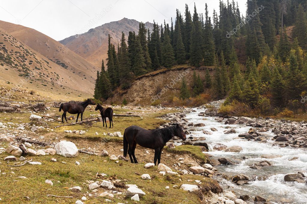 Horses in mountains of Kyrgyzstan, Central Asia