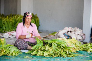 Kadın birinci sınıf sigara oluşturmak için tütün yaprakları işlenen 