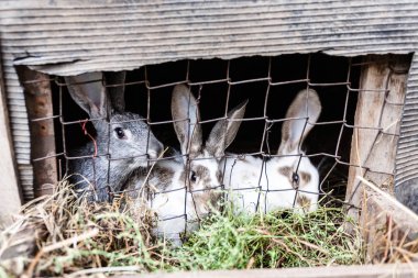 Tavşan kafes çiftliğinde