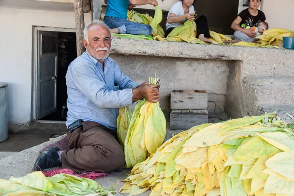 İnsanlar tütün yaprakları birinci sınıf sigara oluşturmak için işlenen