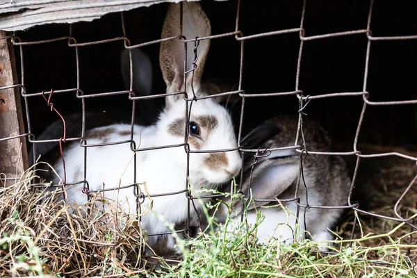 Rabbits in cage at farm — Stock Photo, Image