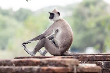 Anuradhapura sorguçlu gri langur maymun