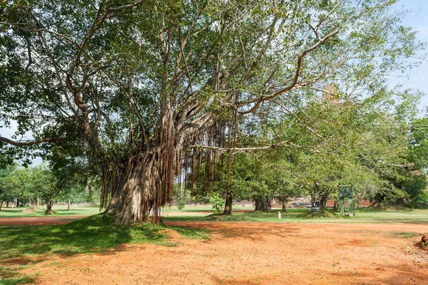 Jetavana Vihara através das raízes aéreas de banyan tree — Fotografia de Stock