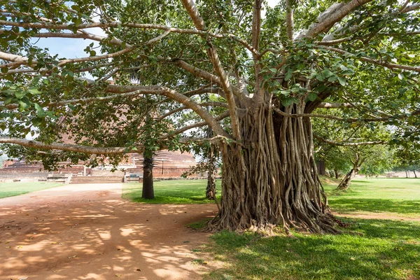 Jetavana Vihara a través de las raíces aéreas del árbol de Banyan —  Fotos de Stock