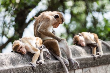 Macaca sinica altın Tapınak, Dambulla buzlu.
