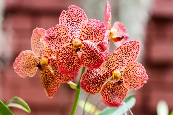 Orchideje na Kings Botanická zahrada v Peradeniya — Stock fotografie