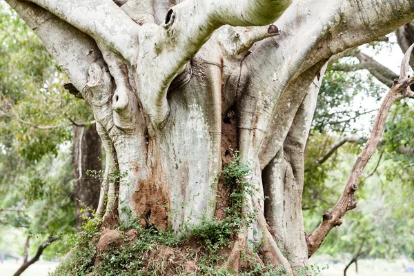 Tropical tree roots. Sri Lanka — Stock Photo, Image