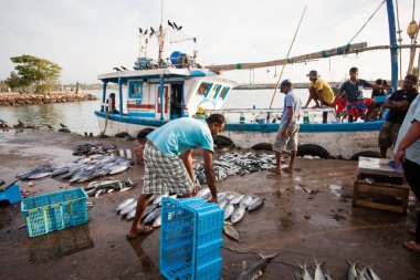 Balık pazarı Sri Lanka.