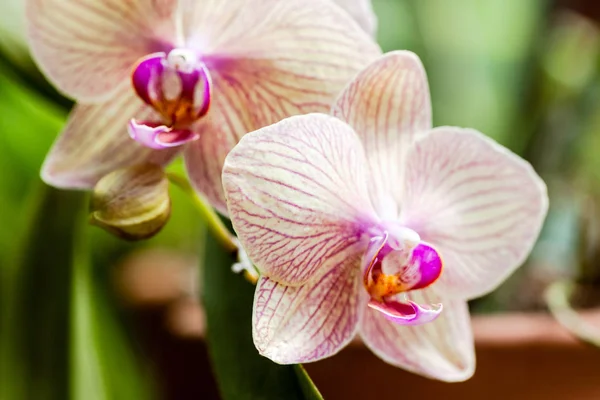 Orkideer i Kings botaniske hage i Peradeniya – stockfoto