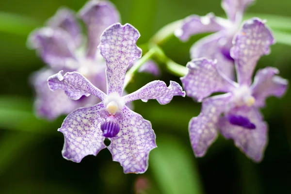 Orchideje na Kings Botanická zahrada v Peradeniya — Stock fotografie