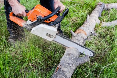 Testere ile kesme ağaç