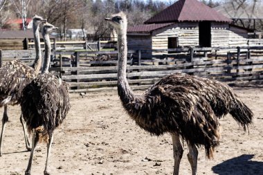 Devekuşu çiftliği