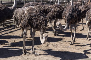 Devekuşu çiftliği