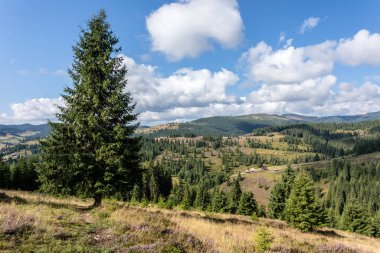 Dağ yaz görünümü