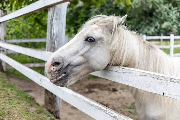 Hästar Hästgård Landskap — Stockfoto