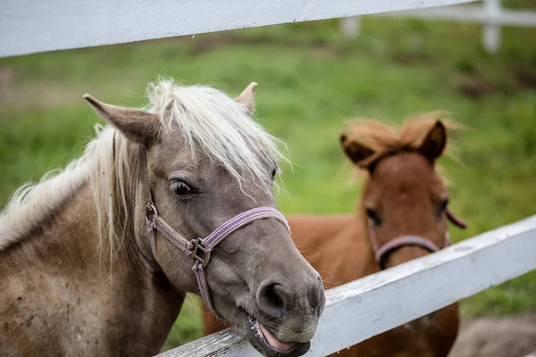 Hästar Hästgård Landskap — Stockfoto