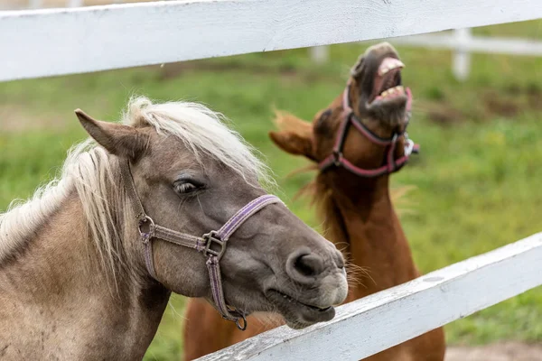 馬の農場で馬 田園風景 — ストック写真