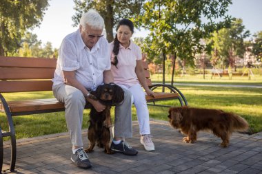 Yaşlı çift iki sevimli köpekleri ile güneşli bir günde parkta rahatlatıcı. Emekli çift dinlenme zamanı. İki şövalye kral Charles spaniel köpekler.
