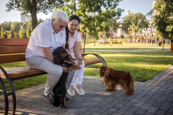 Senior Couple Relaxing Park Sunny Day Two Adorable Dogs Retired — Stock Photo, Image