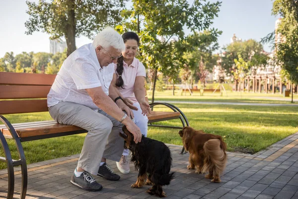 Senioři Odpočívali Parku Slunečného Dne Svými Dvěma Rozkošnými Psy Odpočinek — Stock fotografie