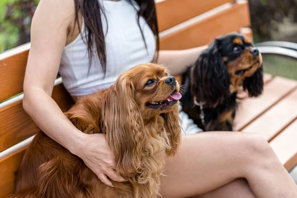 Attractive Woman Relaxing Her Two Adorable Dogs Two Cavalier King — Stock Photo, Image