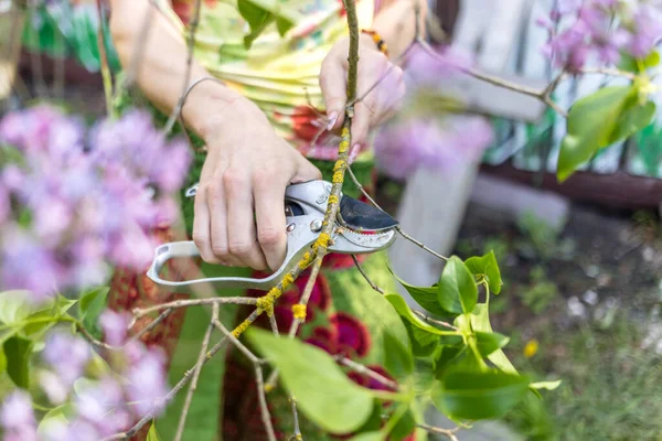 Mujer Pelo Rojo Cortando Flores Campo Del Pueblo —  Fotos de Stock